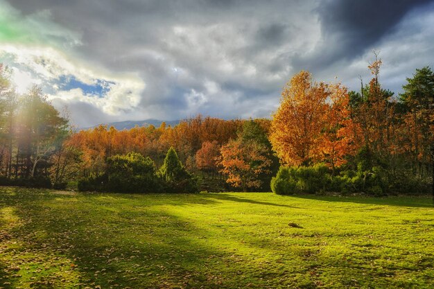 晴れた日の明るい色の森の美しい秋の風景