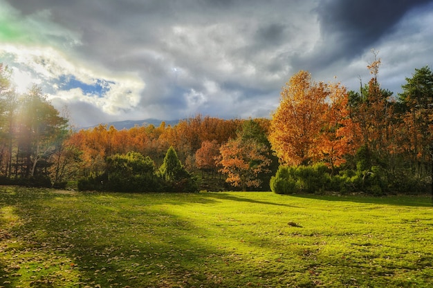 晴れた日の明るい色の森の美しい秋の風景