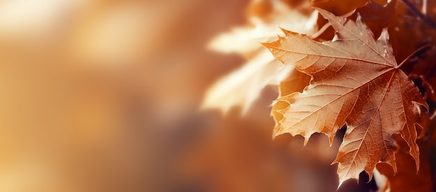 Красивые осенние листья на осень Красный фон Солнечный дневной горизонтальный