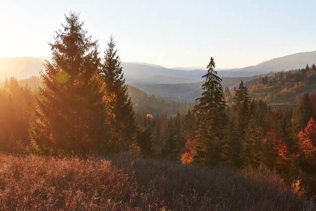 カルパティア山脈、ウクライナ、ヨーロッパの深い森の谷の上の視点で美しい秋の朝。