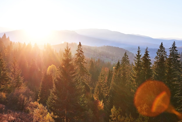 カルパティア山脈、ウクライナ、ヨーロッパの深い森の谷の上の視点で美しい秋の朝。