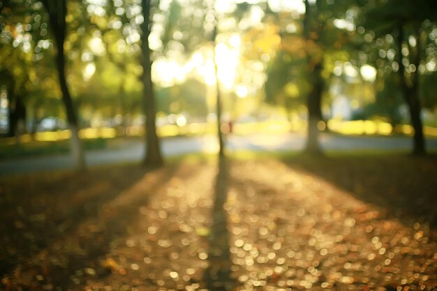 美しい​秋​の​公園​の​風景​/​森​、​黄色​の​葉​の​木​、​秋​の​風景​、​葉​の​秋