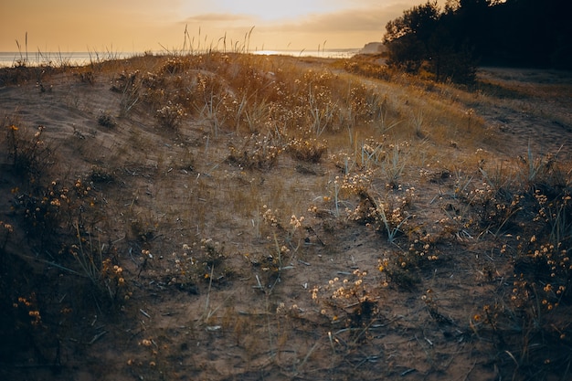 Free photo beautiful autumnal landscape of wild nature at sunset. scenic view of deserted slope with dry grass at sunrise.