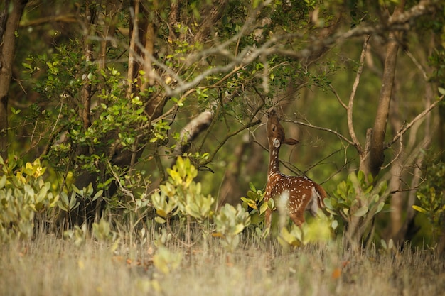 インドのSundarbansトラ保護区からの美しいアクシスジカ