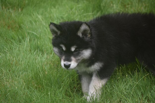 草で遊ぶ美しい赤ちゃんアラスカハスキー