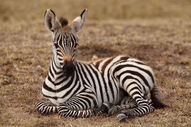 Красивый детеныш зебры сидит на земле и запечатлен в африканских джунглях