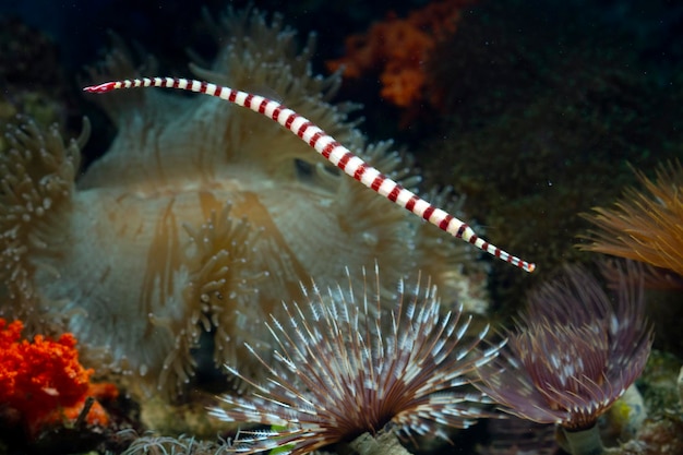 Bellissimo pesce ago fasciato sul fondale marino e sulle barriere coralline