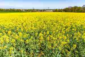 Foto gratuita bellissimo campo di rafia con fiori di campo verdi e un cielo blu