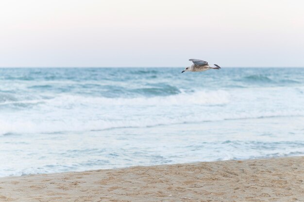 Красивый пляжный пейзаж с полетом чайки
