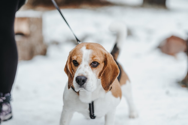 Красивая собака Бигль гуляет в зимнем лесу в дневное время