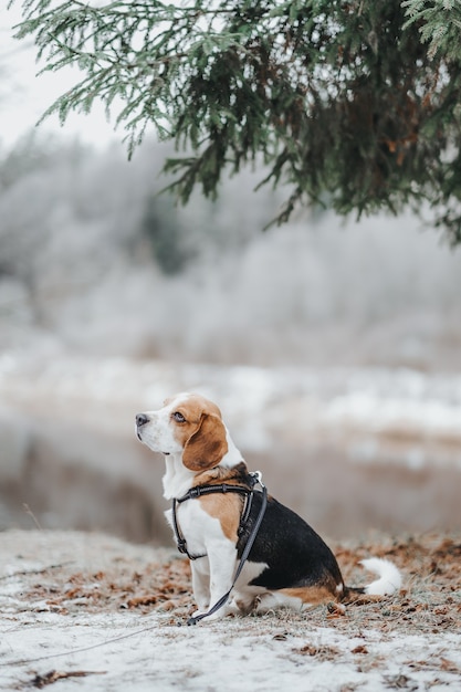 Красивая собака Бигль гуляет в зимнем лесу в дневное время