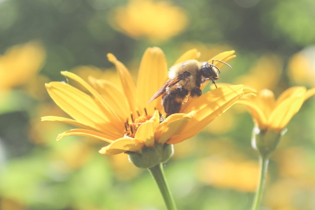 Красивая пчела на цветке