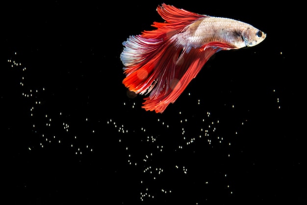 Beautiful betta fish isolated black background and bubbles