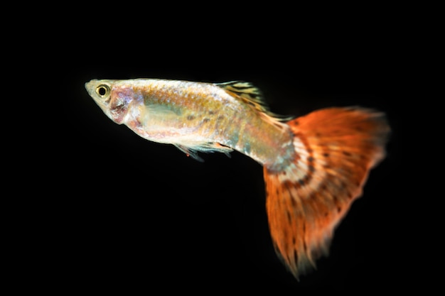 Beautiful betta fish isolated black background and long tail