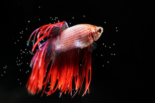 Beautiful betta fish with dress black background