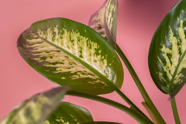 美しい二色植物の詳細