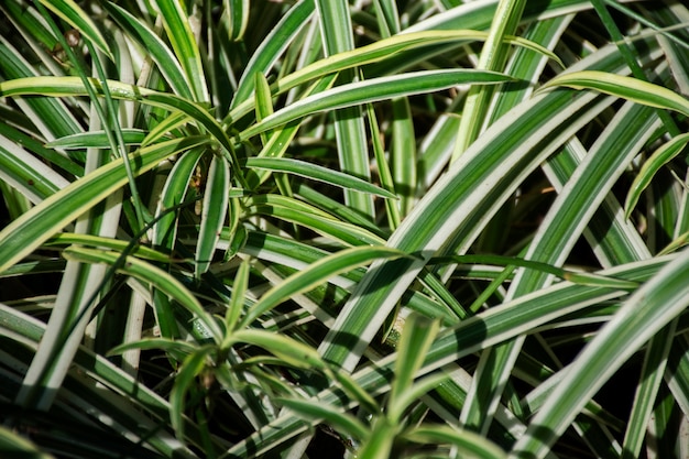 Beautiful bicolor plant details