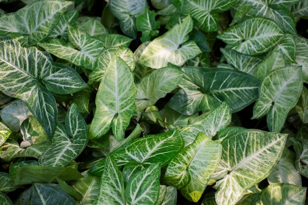 Beautiful bicolor plant details