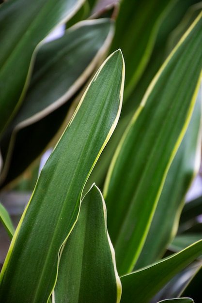 Beautiful bicolor plant details