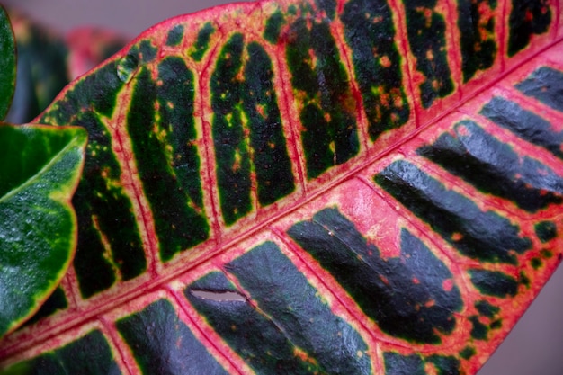 Бесплатное фото Красивые детали двухцветного растения