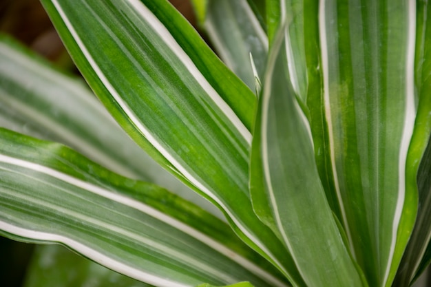 무료 사진 아름다운 이색 식물 세부 정보