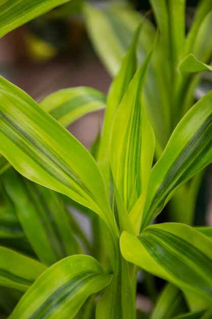 Beautiful bicolor plant details