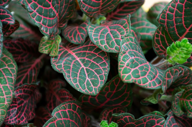 아름다운 이색 식물 세부 정보