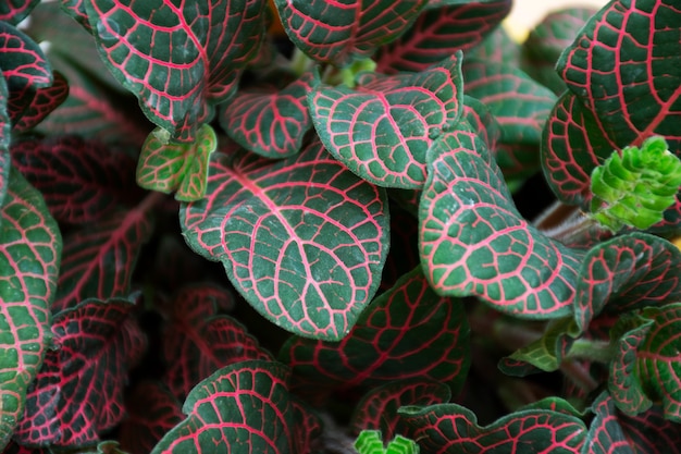 Beautiful bicolor plant details