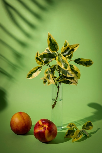 美しい二色植物の詳細