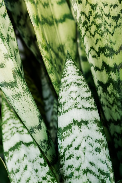 Красивые детали двухцветного растения