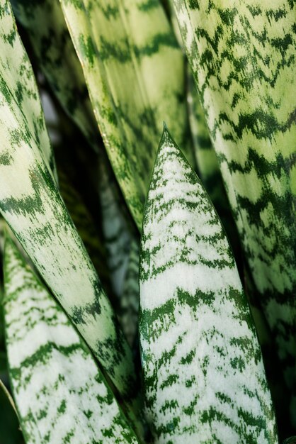 Beautiful bicolor plant details