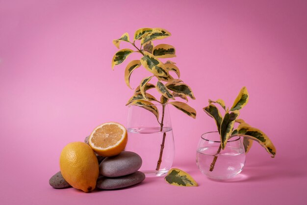 Beautiful bicolor plant details