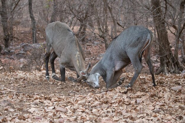 Beautiful and biggest asian antelopes fighting in its natural habitat