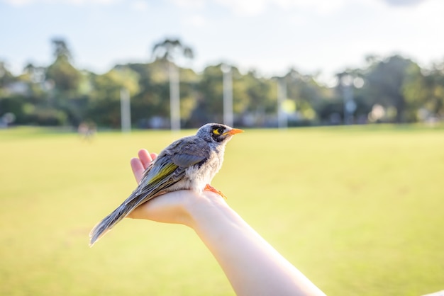 Beautiful bird on a hand