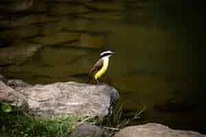 Foto gratuita bello uccello vicino al primo piano del fiume