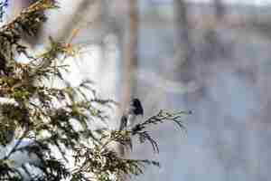 Foto gratuita bellissimo uccello seduto su un ramo di un albero