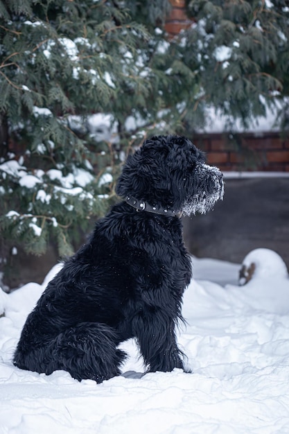 雪の降る冬の散歩に美しい黒犬ジャイアントシュナウザー