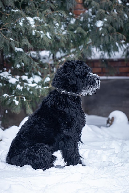 Beautiful black dog giant schnauzer on a walk in winter in snowy weather