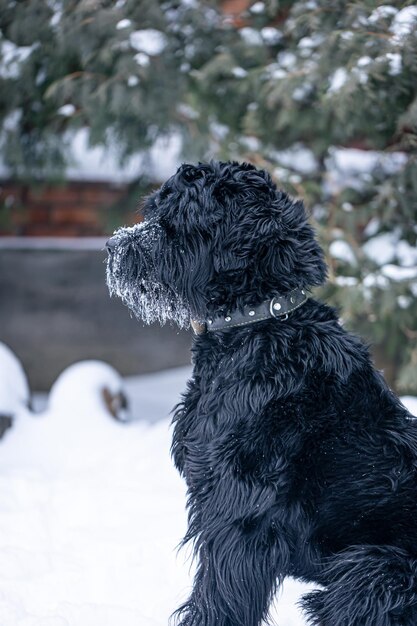 Beautiful black dog giant schnauzer on a walk in winter in snowy weather