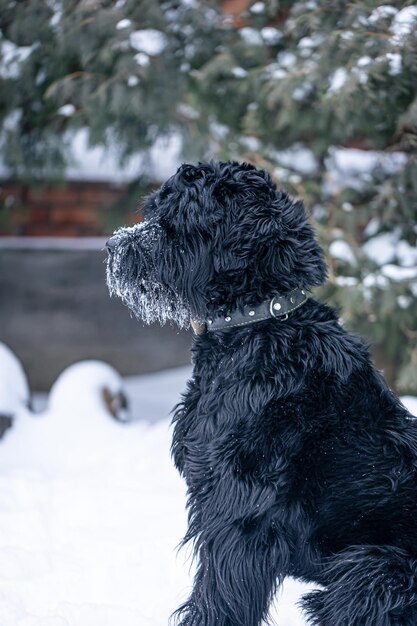 눈 덮인 날씨에 겨울에 산책하는 아름다운 검은 개 자이언트 슈나우저