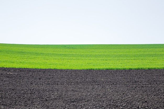 ウクライナの美しい黒い地球フィールド。農業の田園風景