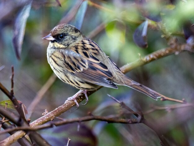 Beautiful black faced bunting resting on a branch captured in Izumi Forest, Yamato, Japan