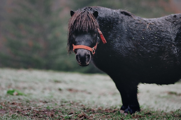 Бесплатное фото Красивый черный пони на траве