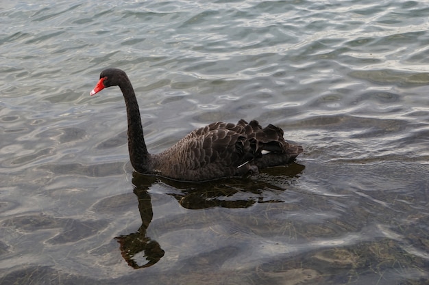 Beautiful black swan with red beak swimming in shallow water