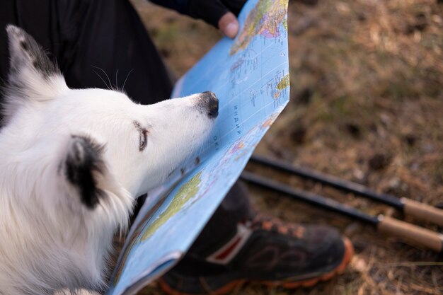 Beautiful black and white dog with map