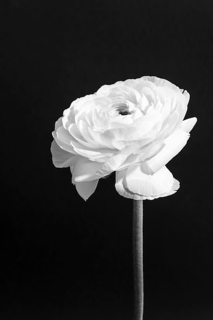 Foto gratuita bellissimo design minimale in bianco e nero