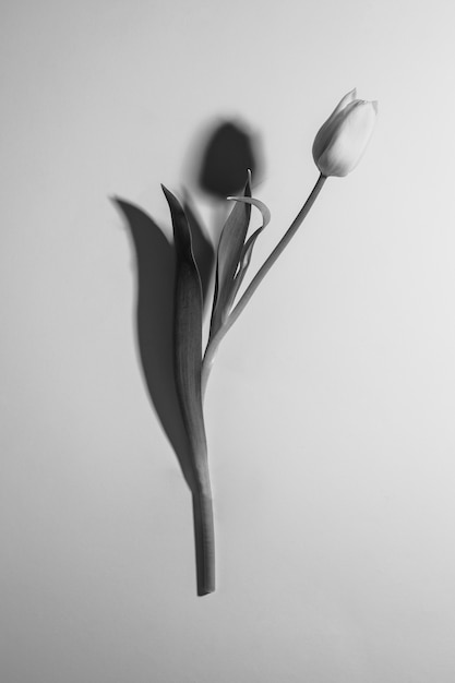 Foto gratuita bellissimo design minimale in bianco e nero