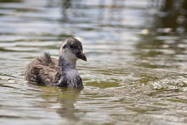 A beautiful black wild duck floating on the surface of a pond (Fulica atra, Fulica previous)