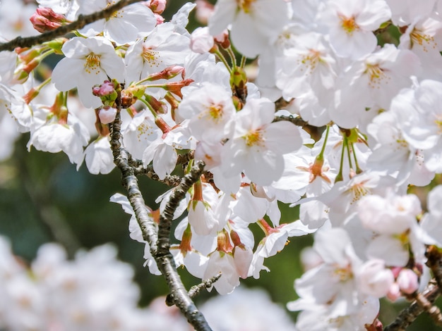 Красивые распустившиеся цветы сакуры