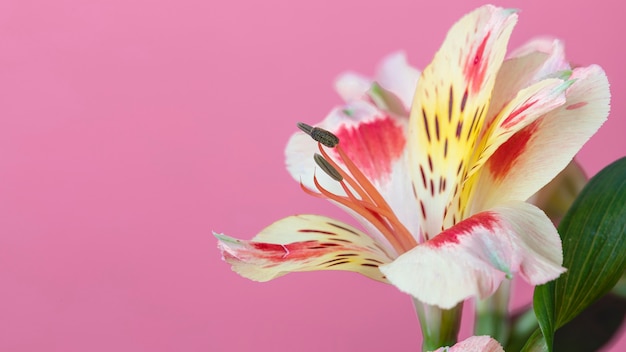 Beautiful bloomed flower close-up